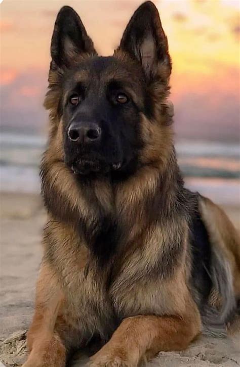 German shepherds on big barker dog beds – Artofit
