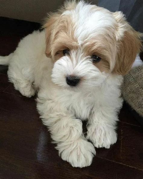 Caring for Your Energetic Havanese: Feeding and Exercise Tips