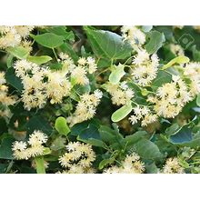 Tilia Americana - Linden Tree Seeds, Bee Tree, Flowering Tree, Garden, Plants, Crafts
