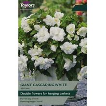 Taylors Bulbs - Begonia Giant Cascading White - Large Double Flowers