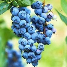 Powderblue Blueberry, 3Gal Indoor/Outdoor Fruit Tree- Grow Your Own Delicious Blueberries In The South