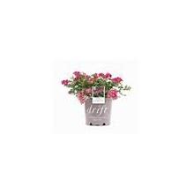 2 Gal. Pink Rose - Live Re-Blooming Groundcover Shrub