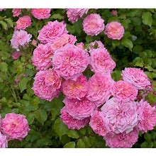 Sweet Drift Pink Groundcover Rose - Live Plant ( 1 QT )