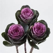 Flowering Cabbage Condor Red 20 Seeds